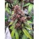 Purple Lemonade Auto RF3 - Fast Buds