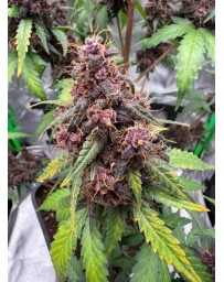 Purple Lemonade Auto RF3 - Fast Buds