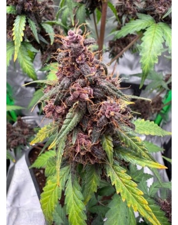 Purple Lemonade Auto RF3 - Fast Buds