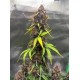 Purple Lemonade Auto RF3 - Fast Buds