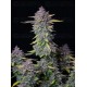 Purple Punch Auto - Fast Buds