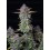 Purple Punch Auto - Fast Buds