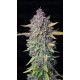 Purple Punch Auto - Fast Buds