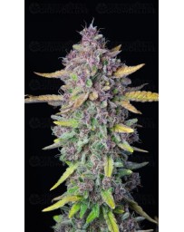 Purple Punch Auto - Fast Buds