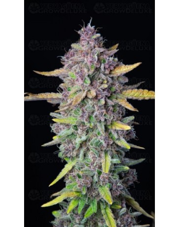 Purple Punch Auto - Fast Buds