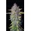 Purple Punch Auto - Fast Buds