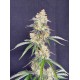 Auto Skunk - Fast Buds