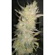 Auto Skunk - Fast Buds