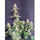 Auto Skunk - Fast Buds