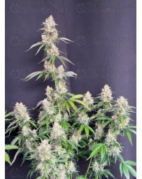 Auto Skunk - Fast Buds