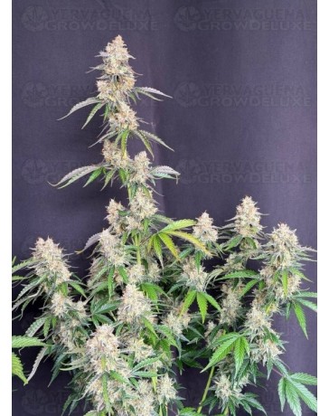 Auto Skunk - Fast Buds
