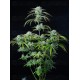 Strawberry Banana Auto - Fast Buds