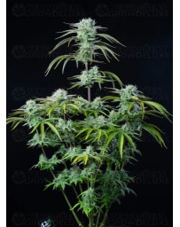 Strawberry Banana Auto - Fast Buds