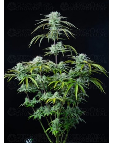 Strawberry Banana Auto - Fast Buds
