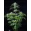 Strawberry Banana Auto - Fast Buds