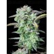 Strawberry Banana Auto - Fast Buds