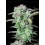 Strawberry Banana Auto - Fast Buds