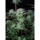 Strawberry Banana Auto - Fast Buds