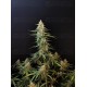 Sour Diesel Auto - Fast Buds