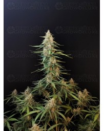 Sour Diesel Auto - Fast Buds