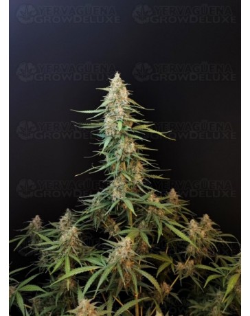 Sour Diesel Auto - Fast Buds