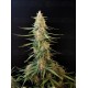 Sour Diesel Auto - Fast Buds