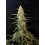 Sour Diesel Auto - Fast Buds