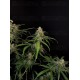 Sour Diesel Auto - Fast Buds