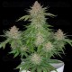 Strawberry Pie Auto - Fast Buds