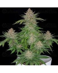 Strawberry Pie Auto - Fast Buds