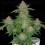 Strawberry Pie Auto - Fast Buds
