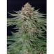Strawberry Pie Auto - Fast Buds