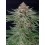Strawberry Pie Auto - Fast Buds