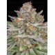 Strawberry Pie Auto - Fast Buds
