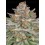 Strawberry Pie Auto - Fast Buds