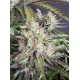 Trainwreck Auto - Fast Buds