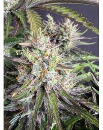 Trainwreck Auto - Fast Buds