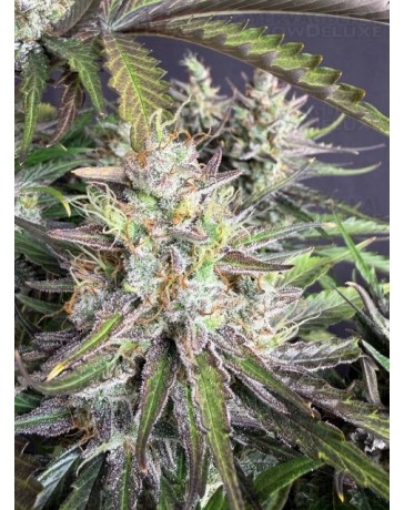 Trainwreck Auto - Fast Buds