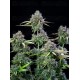 Trainwreck Auto - Fast Buds
