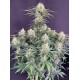 Auto White Widow - Fast Buds