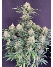 Auto White Widow - Fast Buds
