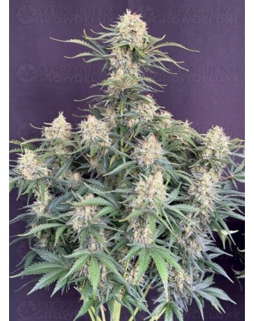 Auto White Widow - Fast Buds
