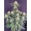 Auto White Widow - Fast Buds