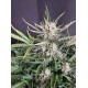 Auto White Widow - Fast Buds