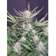 Auto White Widow - Fast Buds