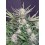 Auto White Widow - Fast Buds