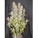 Z-Up Auto - Fast Buds