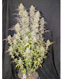 Z-Up Auto - Fast Buds