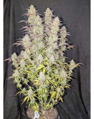 Z-Up Auto - Fast Buds