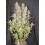 Z-Up Auto - Fast Buds